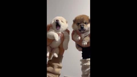 3 videos in funny cute puppy.