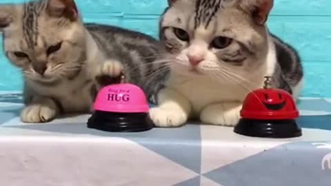 Funny Cat Video of 2021