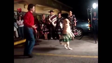 Dog very fanny dance, beautiful cute dancing video