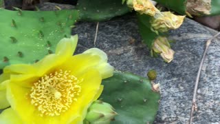 Busy Bee in a Yellow flower of cactus in Brooklyn