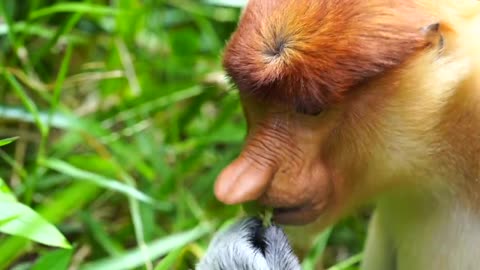 Proboscis Monkeys Are 90% Nose
