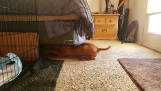 Puppies Playing Under The Bed