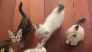 Cute Kittens Meowing For Food