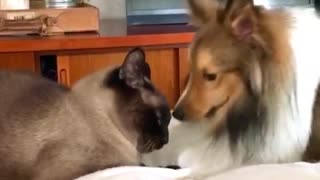 Best friends: Dog and cat share very sweet friendship