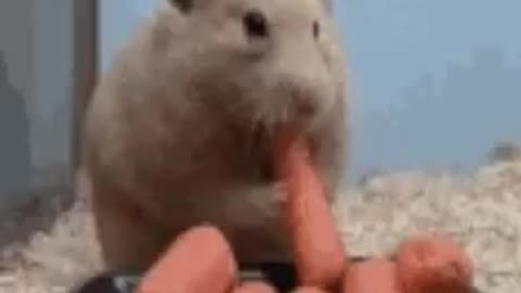 Adorable hamster stuffing carrots in his mouth