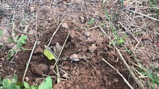 Harvesting Pontiac Red Potatoes - Georgia