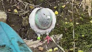 Homing Pigeon Befriends Kayaker