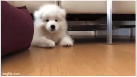 A cute puppy coming out for