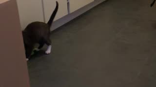 Kitten exploring toys!