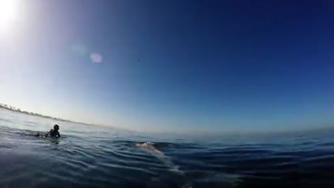 Huge Whale Swims Through a Surfer's Lineup