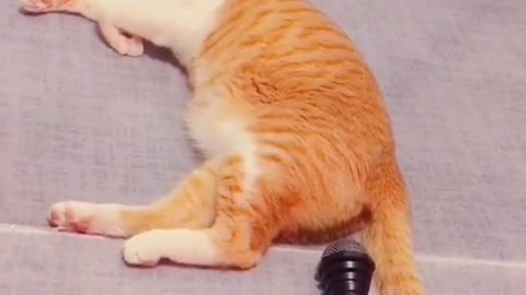 #funnycatvideo🤣🤣 Tik tak BOOM!!!