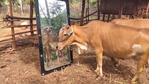 Mirror Prank For Cow---- Funny Cow and Funny video