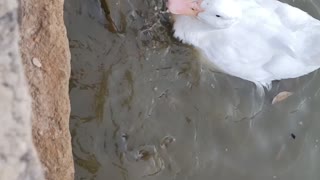 Feeding Bread to Ducks and Catfish at HSU