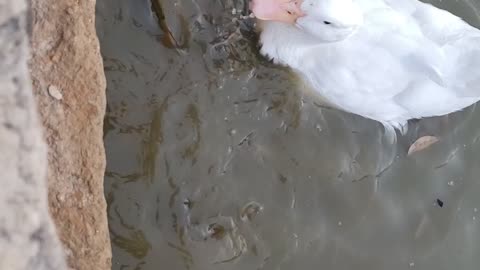 Feeding Bread to Ducks and Catfish at HSU