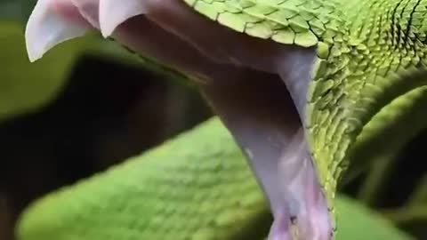 Snakes yawn.. also called mouth gaping... cute or unsettling?