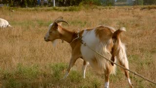 Male Brown Goat Got tied In Field