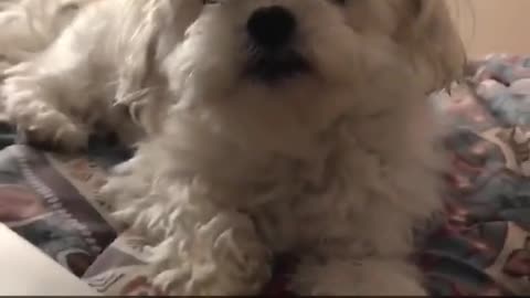 EVERY TIME I YAWN I LOOK AT MY DOG AND YAWN JUST TO SEE IF SHE WILL YAWN BACK AND I GOT IT ON VIDEO!