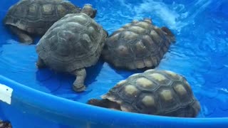 Bath time for the Desert Tortoises