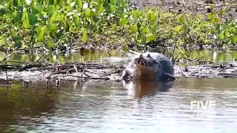 Jaguar Hunting Crocodiles_Cut.mp4