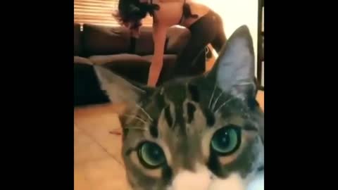 Cats, funny video compilation ~ 20