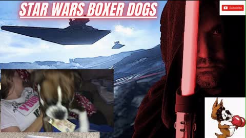 Star Wars Boxer Dogs love to eat EGGS????