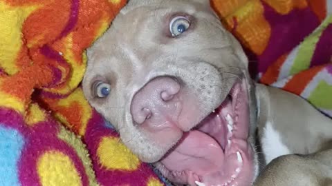 American Pitbull😍😍 smiling puppy laughing American bully ❤❤laughing funny puppy videos cu