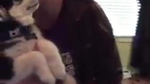 Husky puppy trying to talk