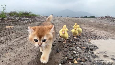 The amazing kitten raises six ducklings. The mother duck is too lazy. They go on a trip.--Cute funny