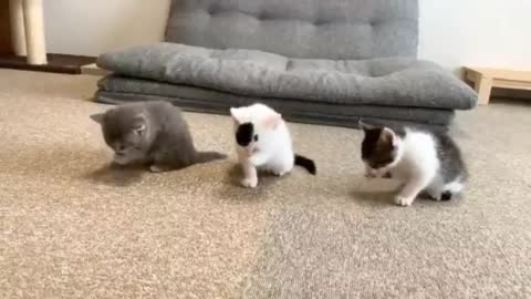 Kitten wiping their mouths after eating