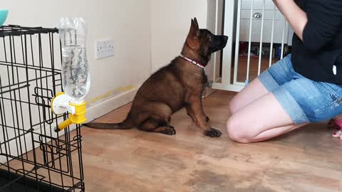 how to teach your puppy dog sit down command and focus on you