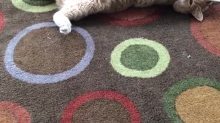 Large fat tan cat lays on colorful carpet