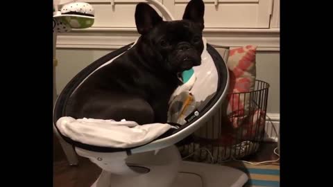 puppy in a baby swing is just about all you need to brighten your day