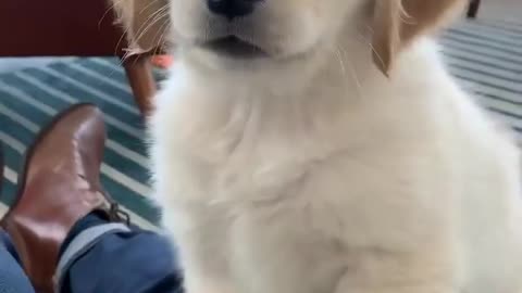 This Puppy Wants a Friend!