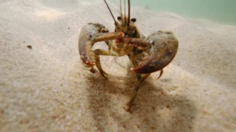 A big lobster walking on the sandy ocean floor bottom