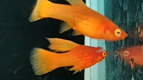variatus fish