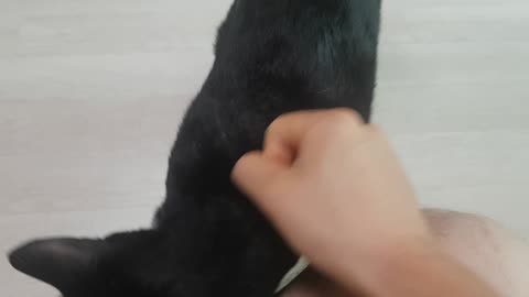 Cat putting his scent on fist