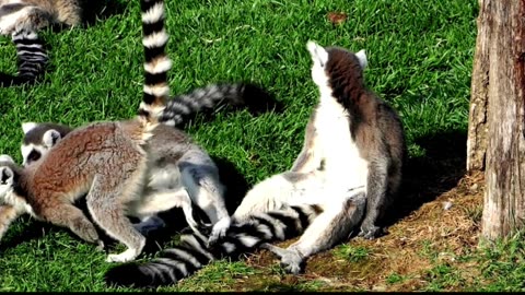 Lemurs Unveiled: 5 Incredible Facts About These Unique Primates"