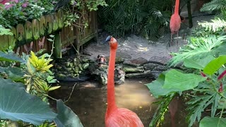 Key West Flamingo Mating Call