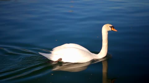 A Duck Swimming