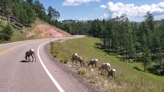 Highway 16 Wildlife