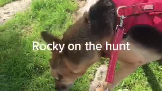 Rocky on the hunt
