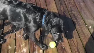 Dog learned to climb ladder by herself..