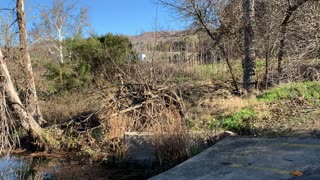 Coyote bike trail