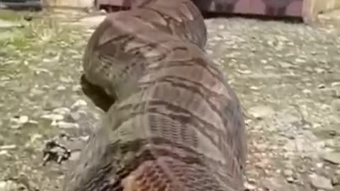 World's Largest Anaconda ! Anaconda Attack ! Anaconda Video ! Very Big Anaconda !