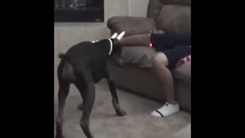 Dog Bites His Balls FUNNY MEME