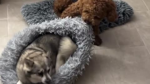 Mischievous dog takes brother for a spin!