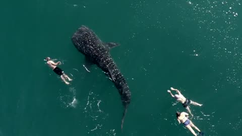 Majestuoso Tiburón Ballena nada con humanos