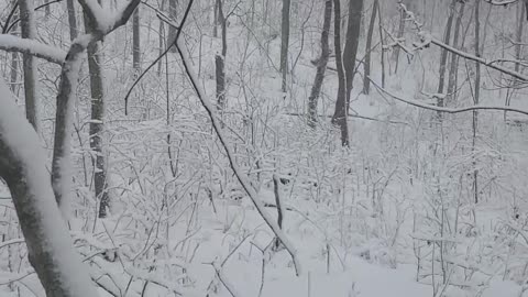 Just Walking in snowy woods