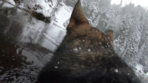 Perro usando una GoPro juega a atrapar en un lago nevado