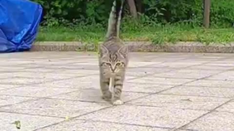 Amazing cat 🐱 trending video